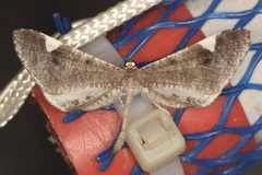 Macrosoma heliconiaria