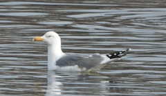 Larus michahellis