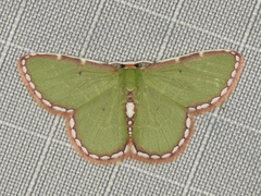 Synchlora pulchrifimbria