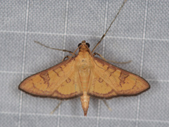Prenesta scyllalis