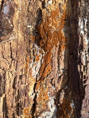 Botryobasidium aureum