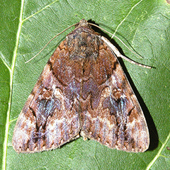 Catocala muliercula