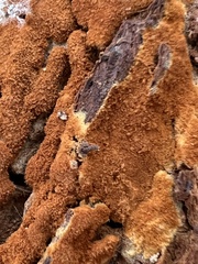 Botryobasidium aureum