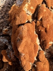 Botryobasidium aureum