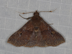 Renia bipunctalis