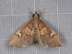 Deuterophysa