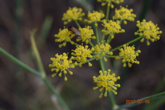 Foeniculum vulgare
