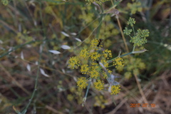 Foeniculum vulgare