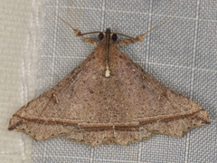 Salia semiothisa
