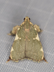 Parachma rufoflavalis