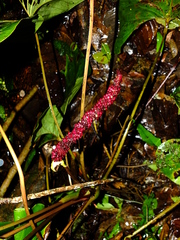 Anthurium sagittatum
