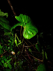 Anthurium sagittatum