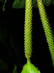 Anthurium sagittatum
