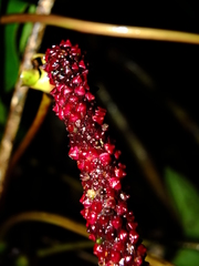Anthurium sagittatum
