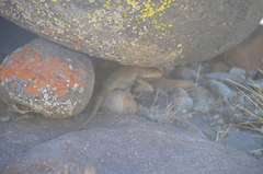 Liolaemus austromendocinus