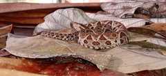 Bothrops jararacussu
