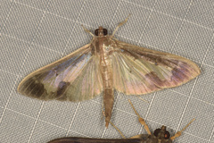 Mesocondyla