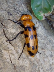 Cissites maculata