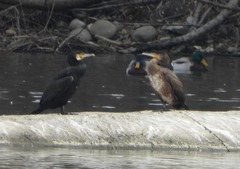 Phalacrocorax carbo