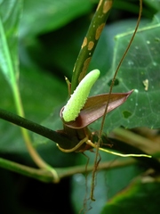 Anthurium pentaphyllum
