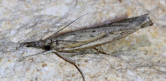 Fissicrambus profanellus