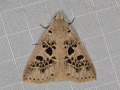 Herminodes atrosignata