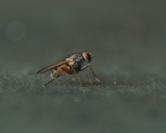 Lispocephala brachialis