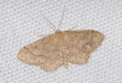 Idaea subsaturata