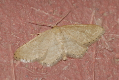 Idaea belemiata