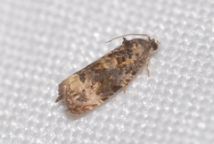 Endothenia gentianaeana