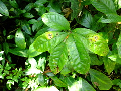 Anthurium pentaphyllum