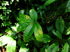 Anthurium pentaphyllum