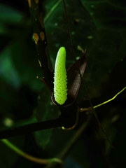 Anthurium pentaphyllum