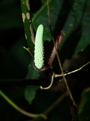 Anthurium pentaphyllum