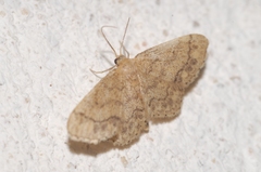 Idaea subsaturata