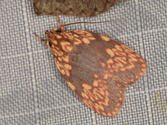 Himmacia