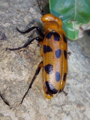 Cissites maculata