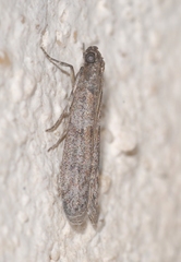 Cadra figulilella