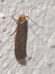 Cephimallota crassiflavella