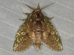 Disphragis viridiflava