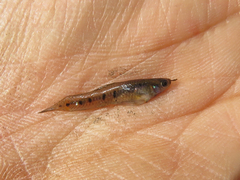 Cnesterodon decemmaculatus