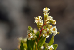 Escallonia illinita
