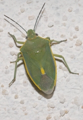 Brachynema germarii