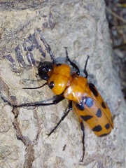 Cissites maculata
