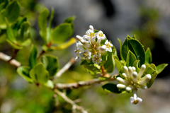 Escallonia illinita