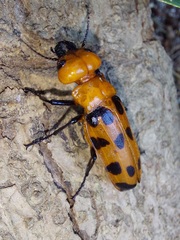 Cissites maculata
