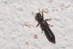 Bledius unicornis