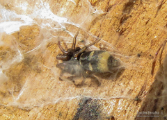 Latonigena auricomis