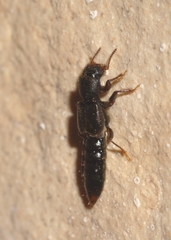 Bledius unicornis