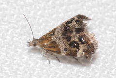 Tebenna micalis